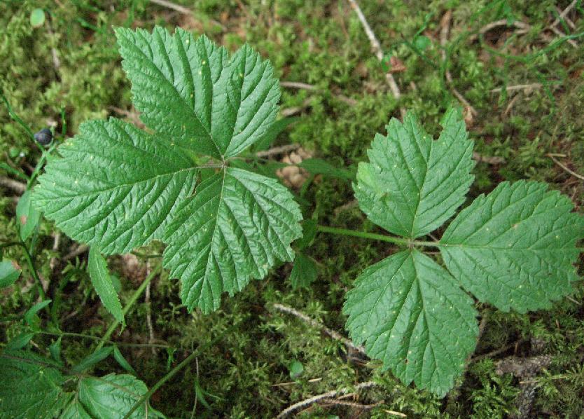 Rubus saxatilis / Rovo erbajolo